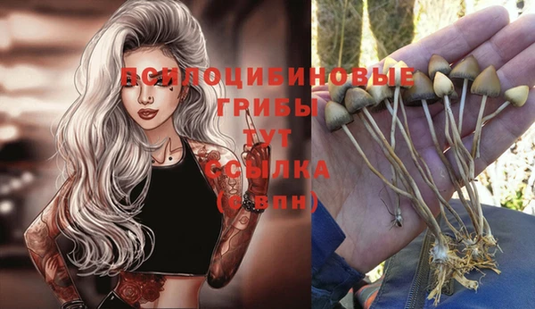 мяу мяу мука Чегем