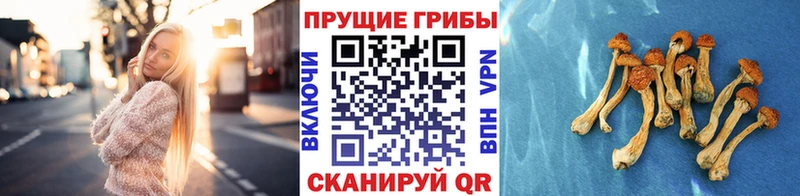 дарк нет клад  закладки  Новая Усмань  Галлюциногенные грибы мицелий 